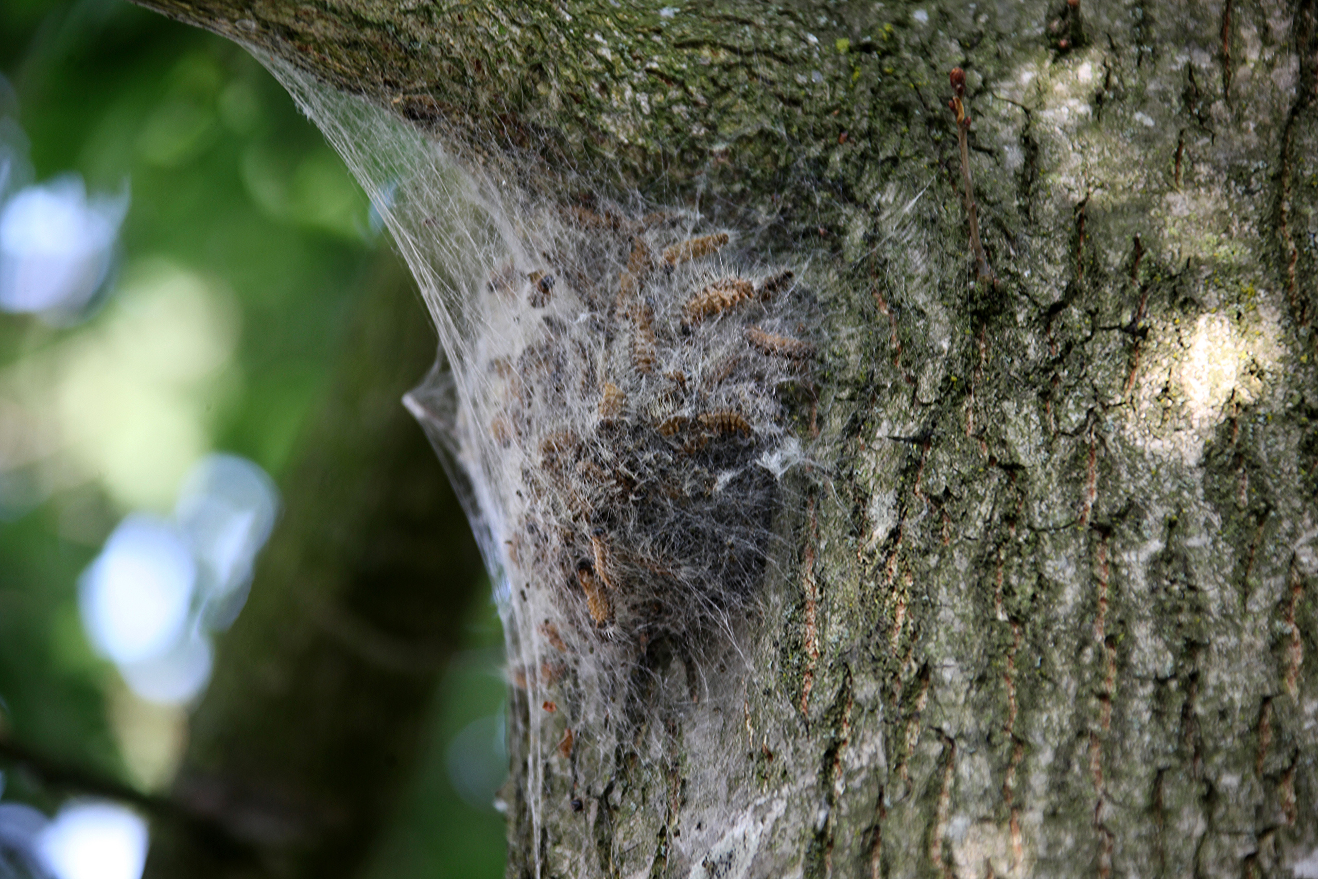 Eikenprocessierups in bolvormige, witgrijze nestjes op de stam van een boom